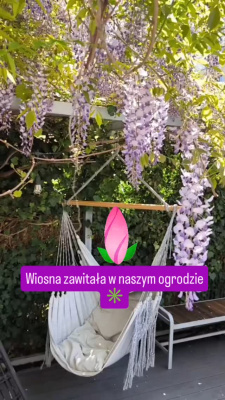 Zapachniało wiosną, nasza wisteria w pełnym rozkwicie więc, zaczynamy hamakowanie na tarasie. Wystarczy leżeć i obserwować , kontemplować ...