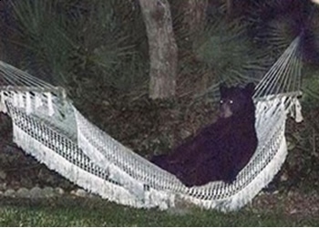 Niedźwiedź odpoczywający w hamaku