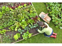Warzywniak inspekt skrzynia na warzywa zielnik grządka podwyższona 150x150x18cm, 0000012855
